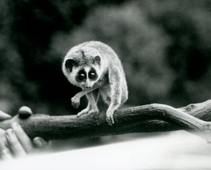 Hoikka loris katsoo alas oksalta, jota eläintenhoitaja pitää käsissään, Lontoon eläintarha, elokuu 1926. tekijältä Frederick William Bond