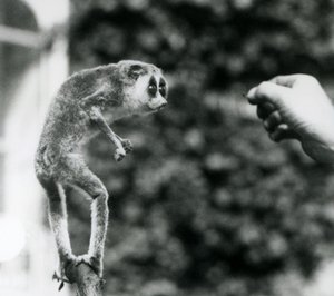 Hoikka Loris seisoo pystyssä oksalla ja katsoo vartijan kättä, kun sille tarjotaan jauhomato, Lontoon eläintarha, elokuu 1926 tekijältä Frederick William Bond