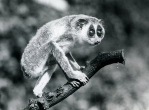 Hoikka loris kävelee oksalla, Lontoon eläintarha, elokuu 1926. tekijältä Frederick William Bond