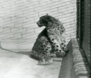 Snow Leopard istuu lattialla Lontoon eläintarhassa tekijältä Frederick William Bond