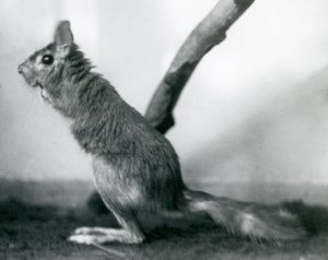 Eteläafrikkalainen kevätjänisCape Jumping Hare istuu oksalla aitauksessaan, Lontoon eläintarha, joulukuu 1925. tekijältä Frederick William Bond