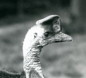 Southern Cassowary Lontoon eläintarhassa kesäkuussa 1925 tekijältä Frederick William Bond