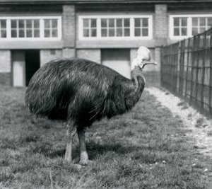 Southern Cassowary Lontoon eläintarhassa kesäkuussa 1925 tekijältä Frederick William Bond