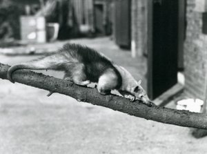Etelä-Tamandua/Kaulusmuurahaissuurahaiso/Pieni muurahaiskirkko kävelemässä Lontoon eläintarhan haaraa pitkin tekijältä Frederick William Bond