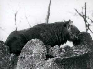 Takin, joka tunnetaan myös nimellä karjan säämiskä tai Gnu-vuohi, lepää kivellä, Lontoon eläintarha, 1925 tekijältä Frederick William Bond