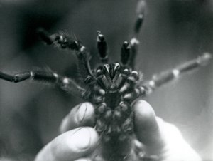 Tarantulaa pidetään ylhäällä, jotta sen torahampaat näkyisivät alhaalta, Lontoon eläintarha, lokakuu 1925. tekijältä Frederick William Bond