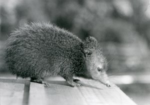 Tenrec Lontoon eläintarhassa vuonna 1929 (m/w kuva) tekijältä Frederick William Bond