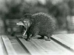 Tenrec suu auki, leveä aukko ja terävät hampaat, Lontoon eläintarha tekijältä Frederick William Bond