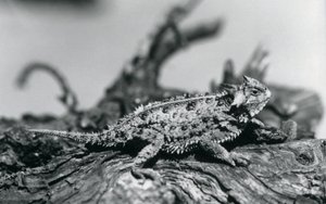 Texas Horned Lizard/Horntoad/Horned Toad/Kiimainen rupikonna lepäämässä tukissa Lontoon eläintarhassa syyskuussa 1928 (m/v kuva) tekijältä Frederick William Bond