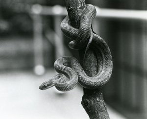 Texas Rat Snake kiertyi lähes pystysuoran oksan ympäri Lontoon eläintarhassa elokuussa 1928 (m/v kuva) tekijältä Frederick William Bond