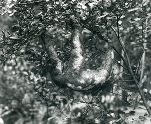 Kolmivarpainen laiskiainen riippumassa vehreästä oksasta Lontoon eläintarhassa. elokuuta 1920. tekijältä Frederick William Bond