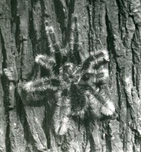 Trinidadin Chevron-tarantula puunrungon kuorella, Lontoon eläintarha, lokakuu 1926. tekijältä Frederick William Bond
