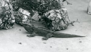 Tuatara Lontoon eläintarhassa vuonna 1927 tekijältä Frederick William Bond