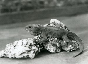 Tuatara makaa kivellä Lontoon eläintarhassa vuonna 1929 (m/v kuva) tekijältä Frederick William Bond