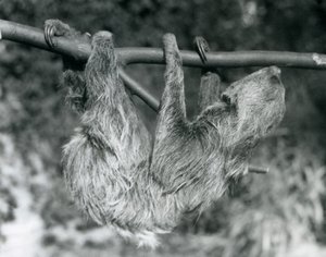 Kaksivarpainen laiskiainen roikkuu leikatusta oksasta, Lontoon eläintarha, 1927. tekijältä Frederick William Bond