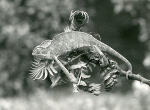 Veiled tai Jemenin kameleontti pitää kiinni vehreän oksan päästä tarttuvalla häntällään, Lontoon eläintarha, kesäkuu 1924 tekijältä Frederick William Bond