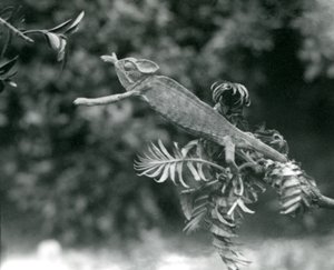 Veiled tai Jemenin kameleontti seisoo yhdellä vehreällä oksalla ja kurottautuu toista kohti, Lontoon eläintarha, kesäkuu 1924 tekijältä Frederick William Bond