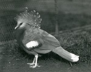 Victoria-kruunukyyhky seisoo maassa Lontoon eläintarhassa syyskuussa 1927. tekijältä Frederick William Bond