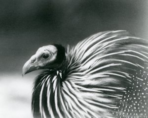 Vulturine Guineafowl Lontoon eläintarhassa vuonna 1927. tekijältä Frederick William Bond