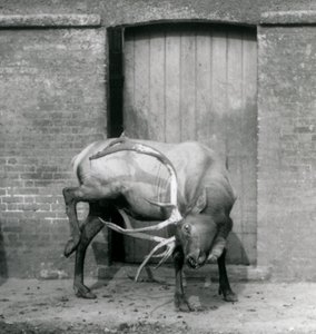 WapitiElk-hirvi seisoo aitauksessaan Lontoon eläintarhassa syyskuussa 1927. tekijältä Frederick William Bond