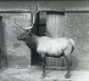 WapitiElk-hirvi seisoo aitauksessaan Lontoon eläintarhassa syyskuussa 1927. tekijältä Frederick William Bond