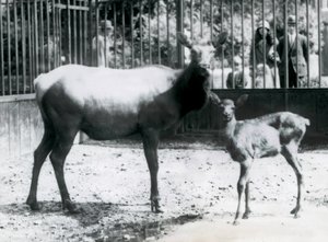 Wapiti/hirvi ja sen vasa tarhassaan, kun vierailijat katselevat kaltereiden läpi, Lontoon eläintarha. tekijältä Frederick William Bond