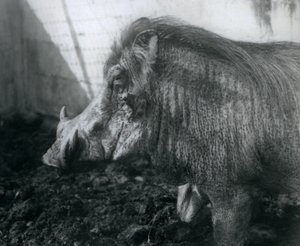 Wathog seisoo mudassa, Lontoon eläintarha, 1927 tekijältä Frederick William Bond