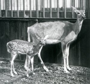 Valkopyrstöneitsythirvi vasansa kanssa Lontoon eläintarhassa elokuussa 1927 tekijältä Frederick William Bond