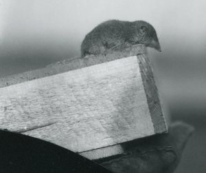 Valkohampainen käärme, joka katsoo alas puulaatikon reunan yli, hansikkaalla varustetun hoitajan kädessä, Lontoon eläintarha, huhtikuu 1917. tekijältä Frederick William Bond