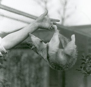 Nuori kaulustamandua, joka roikkuu pitäjiensä sormissa tarttuvalla hännällä, kun se kurottaa pitäytyäkseen vartijan käsivarresta, Lontoon eläintarha, huhtikuu 1925 tekijältä Frederick William Bond