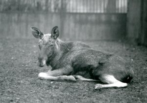Hirvisonni, jossa näkyy hiljattain irronneiden sarviensa arvet, makaa Lontoon eläintarhassa tammikuussa 1926. tekijältä Frederick William Bond