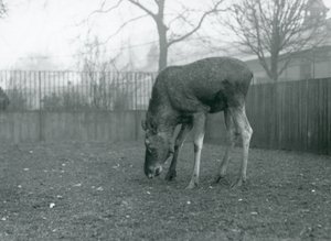 Härkä Hirvi seisoo aitauksessaan ja kurottautuu alas nurmikkoon, Lontoon eläintarha, tammikuu 1926 (m/v kuva) tekijältä Frederick William Bond