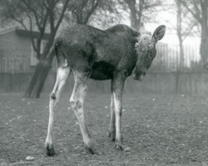 Hirvisonni, jolla on haavat hiljattain irronneissa sarvensa, Lontoon eläintarhassa, tammikuu 1926. tekijältä Frederick William Bond
