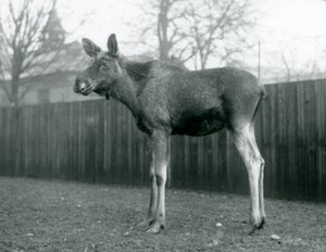 Hirvisonni, jolla on haavat hiljattain irronneissa sarvensa, Lontoon eläintarhassa, tammikuu 1926. tekijältä Frederick William Bond