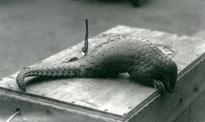 Kriittisesti uhanalainen kiinanpangoliini kurkistelee puulaatikon reunan yli, jossa se istuu, Lontoon eläintarha, heinäkuu 1925. tekijältä Frederick William Bond