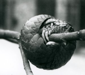 Kriittisesti uhanalainen kiinanpangoliini lepää vaakasuoran oksan ympärille käpertyneenä, Lontoon eläintarha, ennen vuotta 1930. tekijältä Frederick William Bond