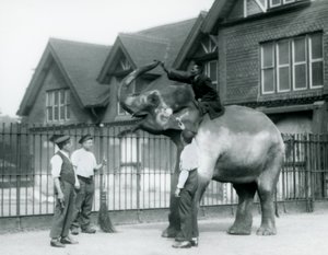 Sisustettu intialainen norsu, kolme vartijaa ja kouluttaja, Elephant Housen ulkopuolella Lontoon eläintarhassa vuonna 1927 tekijältä Frederick William Bond