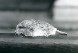 A fat-tailed / duprasi gerbiili, Lontoon eläintarha, heinäkuu 1925 (b/w kuva) tekijältä Frederick William Bond