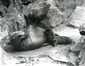Kalifornianmerileijonanaaras makaa kallioisella terassilla ruokkimassa pentuaan, Lontoon eläintarha, heinäkuu 1925. tekijältä Frederick William Bond