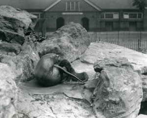 Kalifornianmerileijonanaaras makaa kallioisella terassilla ruokkimassa pentuaan, Lontoon eläintarha, heinäkuu 1925. tekijältä Frederick William Bond