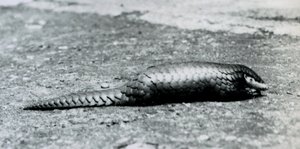 Naaras kiinalainen Pangolin Lontoon eläintarhassa elokuussa 1925 tekijältä Frederick William Bond