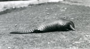 Naaras kiinalainen Pangolin Lontoon eläintarhassa elokuussa 1925 tekijältä Frederick William Bond