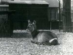 Naaras Waterbuck, Kobus ellipsiprymnus, istumassa aitassaan Lontoon eläintarhassa, kesäkuu 1924 tekijältä Frederick William Bond