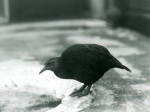 Lentokyvytön WekaMaori-kana Woodhen Lontoon eläintarhassa vuonna 1927. tekijältä Frederick William Bond