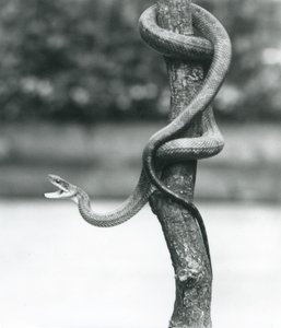 Haukotteleva Texas Rat Snake kiertyi pystysuoran oksan ympärille Lontoon eläintarhassa elokuussa 1928 (b/w kuva) tekijältä Frederick William Bond