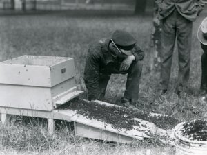 Ryhmä eläintenhoitajia, Brown mukaan lukien, siirtämässä mehiläisparvea, Lontoon eläintarha, heinäkuu 1926. tekijältä Frederick William Bond