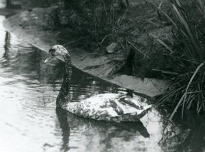Hybridi joutsen, Mute x Black, ui lammessa Lontoon eläintarhassa vuonna 1927. tekijältä Frederick William Bond