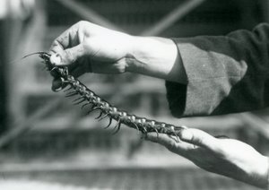 Eläintenhoitaja pitää käsissään jättiläissatajalasta, Lontoon eläintarha, 1927. tekijältä Frederick William Bond