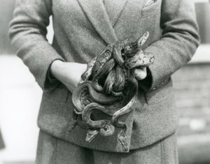 Vartija pitelee nuorta Royalia tai Ball Pythonia Lontoon eläintarhassa vuonna 1931 (b/w kuva) tekijältä Frederick William Bond