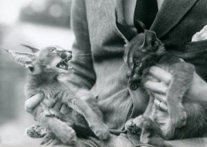Vartija, joka pitää paria Caracal-pentuja sylissään, Lontoon eläintarha, 1924 tekijältä Frederick William Bond